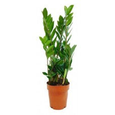 Замиокулькас Замия, d 17 h 40 см (kastd) в магазинах Ашан