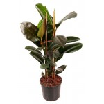 Фикус Каучук Робуста, d 21 h 50 см (kastd)