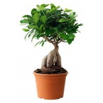 Фикус Гинсенг, d 20 h 40 см (kastd)