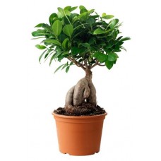 Фикус Гинсенг, d 20 h 40 см (kastd) в магазинах Ашан