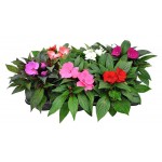 Бальзамин, d 15 h 35 см (kastd)