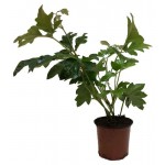 Циссус, d 7 h 25 см (kastd)