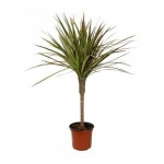 Драцена Цветы Московского Маргината магента, d 21 см (kastd)