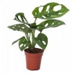 Монстера Цветы Московского Адансона, d 11 h 25 см (kastd)