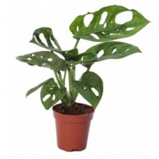 Монстера Цветы Московского Адансона, d 11 h 25 см (kastd) в магазинах Ашан