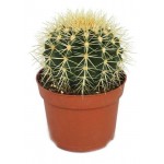 Эхинокактус Цветы Московского Грузони, 5,5 см (kastd)