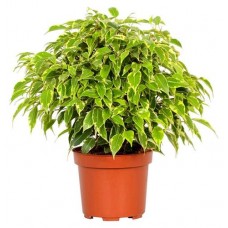 Фикус Цветы Московского Кинки, d 12 h 30 см (kastd) в магазинах Ашан