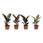 Фикус Цветы Московского Робуста, d 12 h 25 см (kastd)