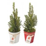 Ель ЕИС Логистик Коника в цинке, d 9 h 30-33 см (kastd)