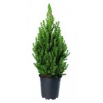 Ель ЕИС Логистик Коника, d 15 h 45-55 см (kastd)