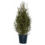 Ель ЕИС Логистик Сибирская 12 л, 100-120 см (kastd)