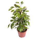 Фикус Бенджамина Тепличный комбинат Анастасия, d 12 см (kastd)