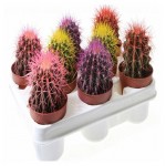 Эхинокактус Цветы Московского Рейнбоу, d 5,5 h 8 см (kastd)