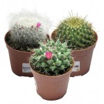 Кактус Цветы Московского Маммиллярия, d 8,5 h 15 см (kastd)