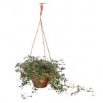 Традесканция ЕТК, d 16 см (kastd)