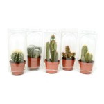 Кактус Тепличный комбинат в блистере, d 5,5 см, 1 шт (kastd)