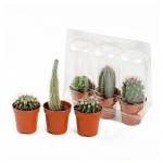 Кактус Тепличный комбинат в блистере по 3 шт, d 5,5 см (kastd)