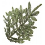 Ветка пихты Нобилис Экстра, 30-90 см (kastd)