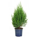 Можжевельник китайский Стрикта, d 13 h 55-60 см (kastd)
