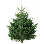 Пихта Нордмана Прима, 125-150 см (kastd)