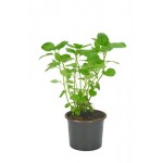 Мята, Р9 (kastd)