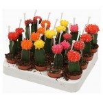 Гимнокалициум ЕИС Логистик, d 8,5 h 22 см (kastd) Гимнокалициум ЕИС Логистик, d 8,5 h 22 см (kastd)