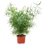 Аспарагус Тепличный комбинат Серповидный, d 12 см (kastd)