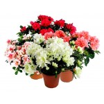 Азалия, d 12 h 25 см (kastd) Азалия, d 12 h 25 см (kastd)