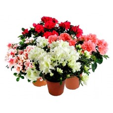 Азалия, d 12 h 25 см (kastd) в магазинах Ашан