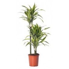 Драцена Лемон Лайм, d 17 h 70 см (kastd) в магазинах Ашан