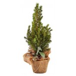 Ель Коника в мешке с декором, d 9 h 30 см (kastd)