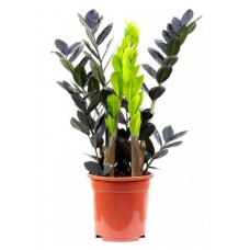 Замиокулькас Рэйвен черный, d 17 h 45 см (kastd) в магазинах Ашан