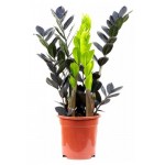 Замиокулькас Рэйвен черный, d 14 h 45 см (kastd)