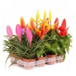 Бромелия Флобас бромини микс, d 7 h 20 см (kastd)