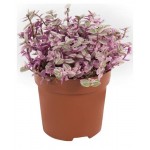 Каллизия Флобас розато, d 10,5 h 15 см (kastd)