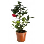 Камелия японская, d 12 h 35 см (kastd)