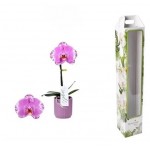 Фаленопсис Флобас Викторио, d 9 h 40 см (kastd)