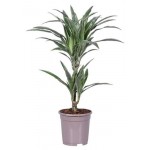 Драцена Варнека, d 17 h 75 см (kastd)