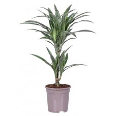 Драцена Варнека, d 17 h 75 см (kastd) в магазинах Ашан