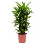 Драцена Цветы Московского Жанет Крейг, d 21 h 120 см (kastd)