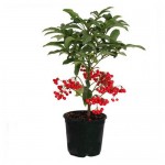 Ардизия Флобас крената, d 14 h 40 см (kastd)