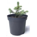 Ель колючая Кутепово Р9 (kastd)