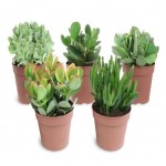 Крассула микс, d 12 h 15 см (kastd)