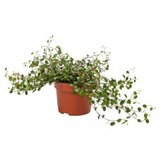 Муленбекия, d 7 см (kastd) в магазинах Ашан