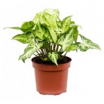 Сингониум, d 7 h 30 см (kastd)