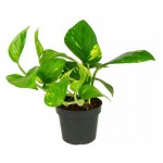 Сциндапсус, d 7 h 25 см (kastd)