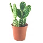 Опунция Микродесис, d 5 h 12 см (kastd)