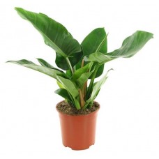 Филодендрон Империал, d 21 h 50 см (kastd) в магазинах Ашан