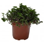 Каллизия ползучая в кашпо, d 15 см (kastd)