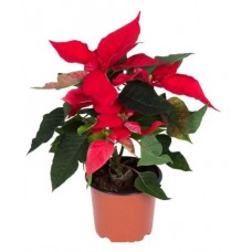 Пуансеттия, d 15 h 30 см (kastd) в магазинах Ашан